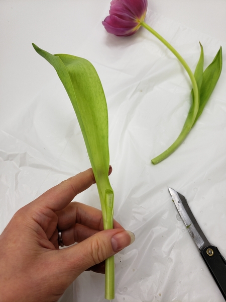 Cut a tulip leaf from the stem with a sharp knife