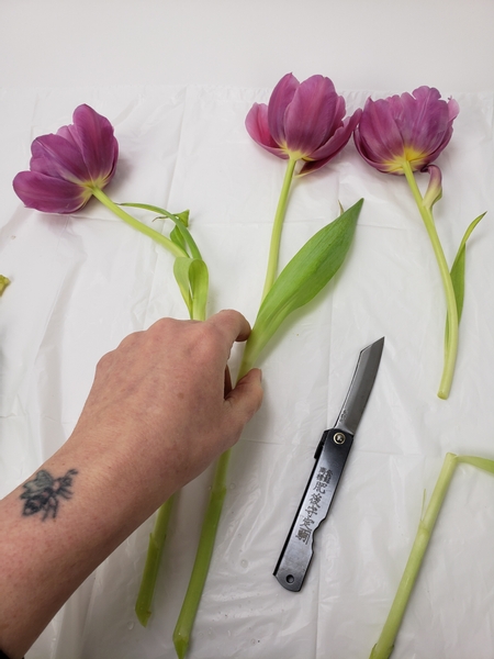 Groom your tulips to prepare them for a design
