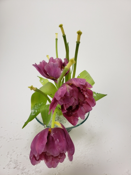 How to keep tulips in position when arranging them in a kenzan