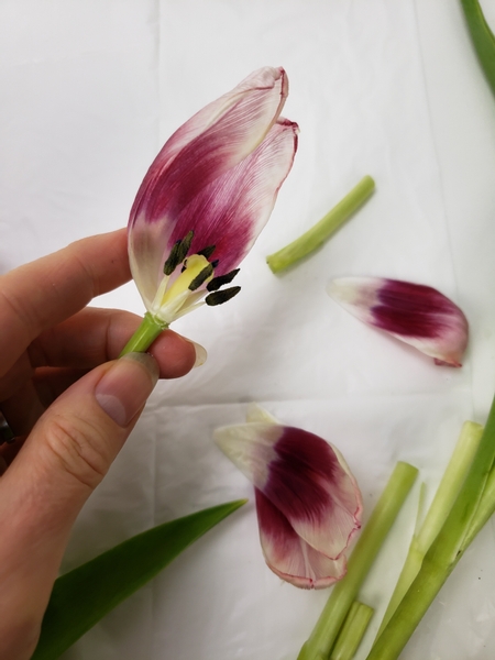 Peeling the petals to reveal the stigma from another more mature tulip.