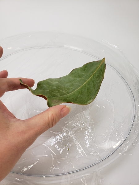 Place a dried magnolia leaf on the shape