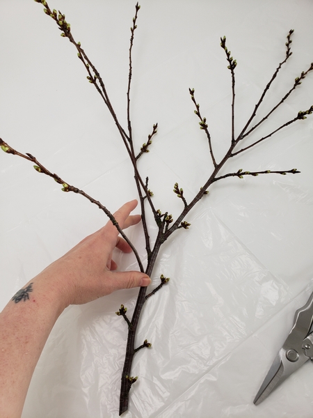 Choose a blossoming twig with a fork in its branch