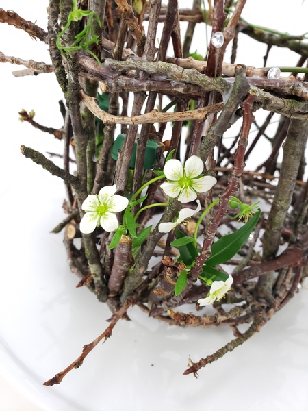 Early Lime Saxifrage flowers arranged in a twig basket