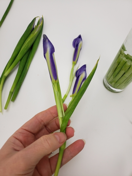 Groom the iris buds by removing the foliage