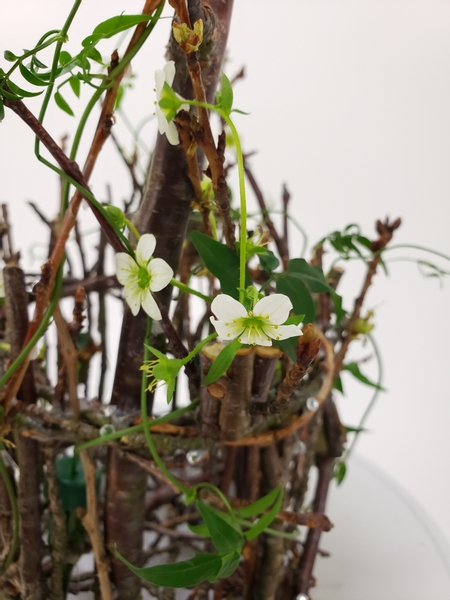 Saxifrage spring flower design to look like blossoms in a twig basket