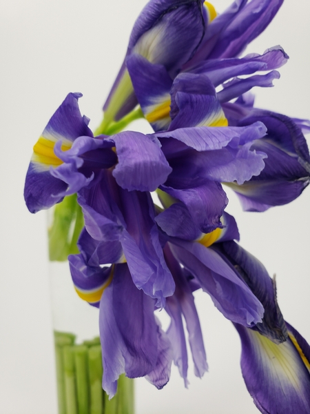Unfurling iris petals in an arrangement