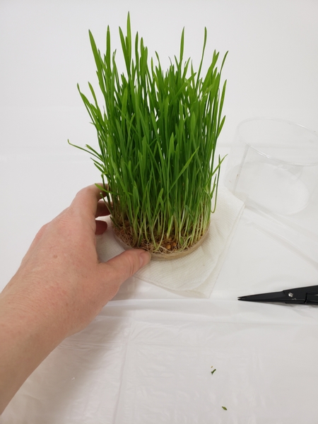 Cut away the sides of the plastic container so that the grass still sits in the bottom part but the sides are exposed
