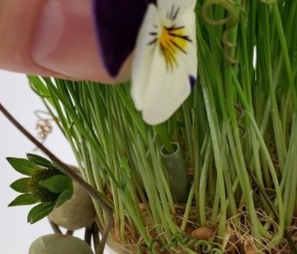 To grow a patch of grass  of our very own