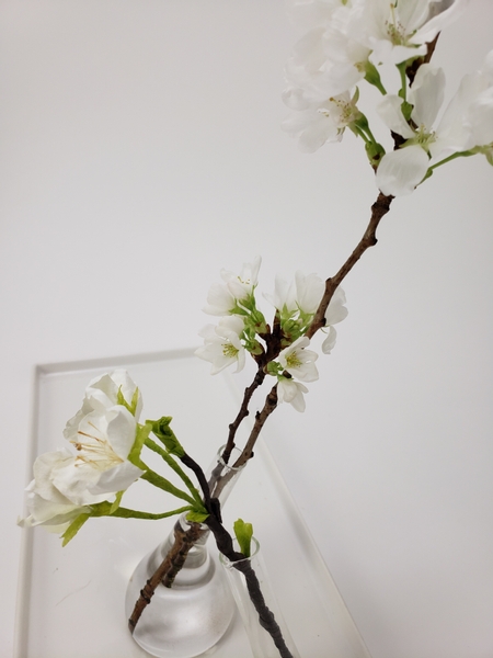 Forcing blossoms for spring inside.