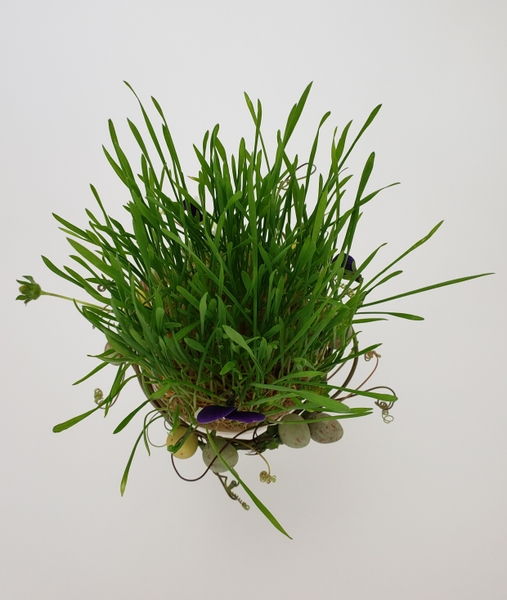 Grow a wheatgrass patch for an Easter display