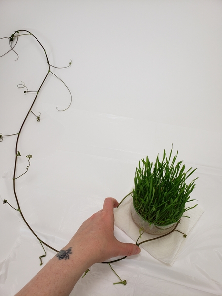 Measure the vine to fit snugly around the base of the wheat grass