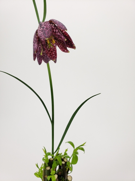 Fritillaria flower in a bud vase flower arrangement