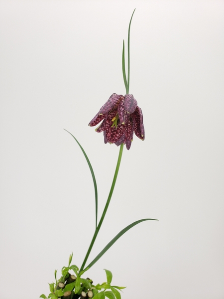 Fritillaria flower modern flower design