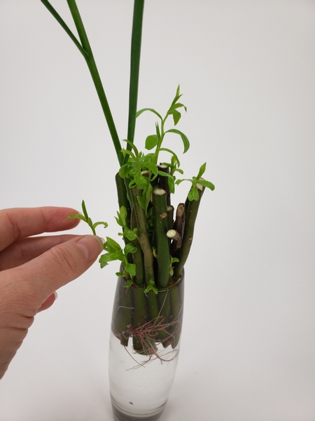 Inspect the vase to make sure all the new growth stems can freely grow