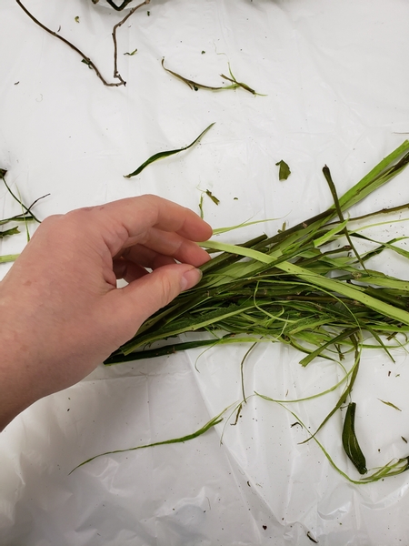 Rip the bark and scrape off the green outer layer to prepare the fibers for twisting into a rope