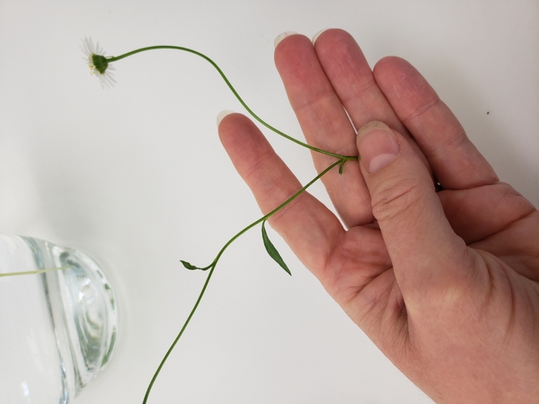 Cut the erigeron stems to have a fork in each stem