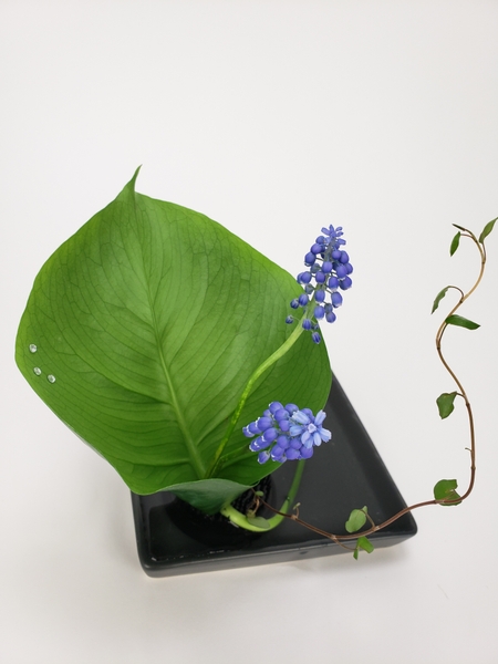 Grape hyacinth flowers monstera and wire vine is a small floral design