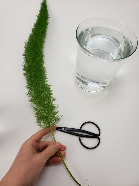 Groom the foxtail fern so that you have a generous stem that can be placed under water