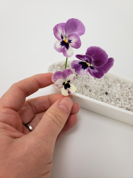 Place the violas into the Perlite to stand upright