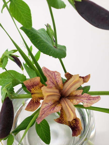 Paprikash Siberian Iris in a zero waste floral arrangement