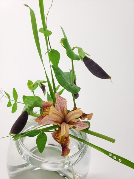 Paprikash Siberian Iris with peas in a flower arrangement