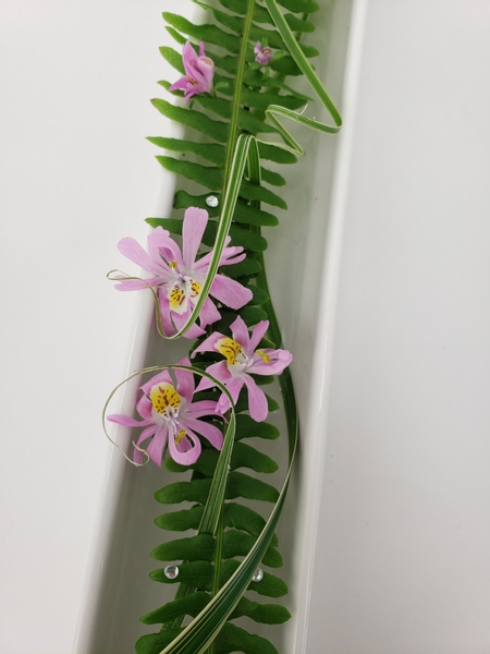 Butterfly flowers or poor man’s orchid or Schizanthus pinnatus