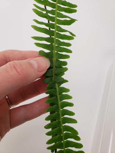 Creating a continuous fern blade