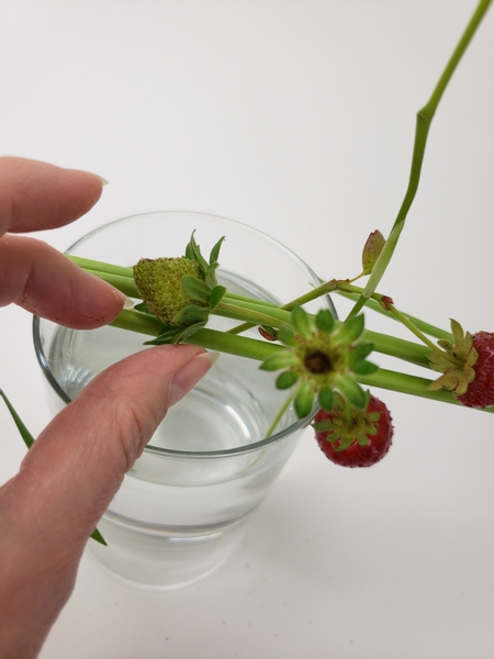 Gently thread the strawberry stems deeper into the water