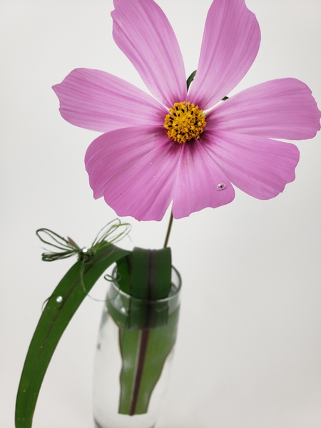 How to make a floral design from a single cosmos flower from your garden