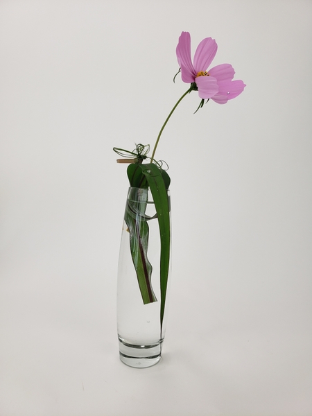 Pink cosmos flower in a bud vase