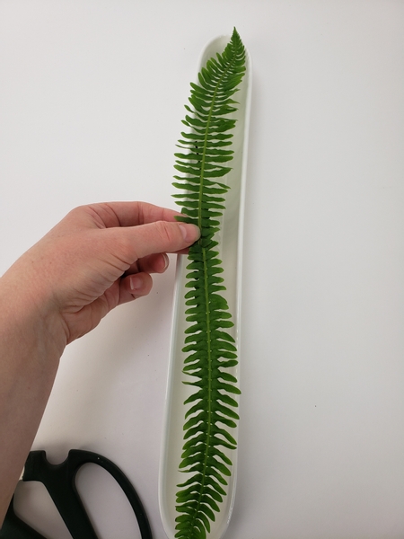 Place the ferns in a shallow container