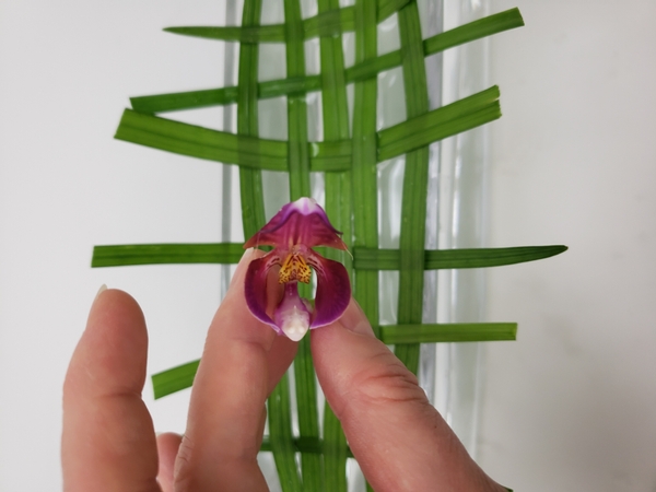 Place the Phalaenopsis orchid columns to rest on the woven grid