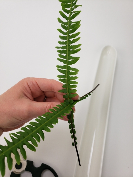 Slot the one fern into the other
