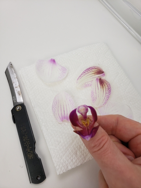 Use the sharpest knife from your tool bag to cut away the petals from a Phalaenopsis orchid