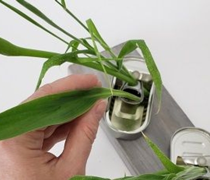 Canned right after harvest