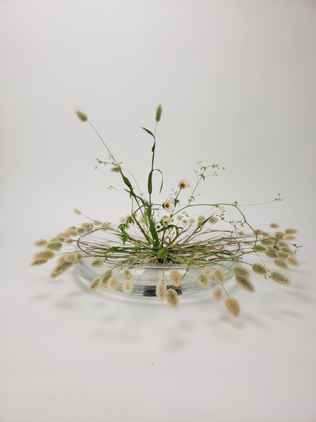 Radiating bunny tail grass for a late summer floral display