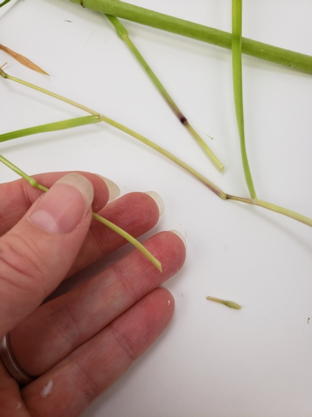 Cut the grass stem at a sharp angle