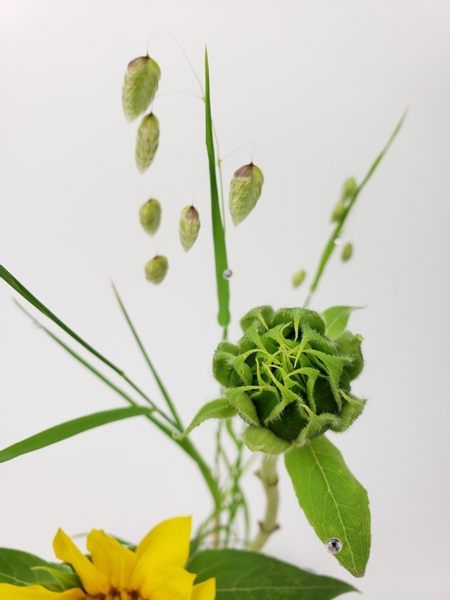 Design with your prettiest Quaking Grass for a late summer floral arrangement