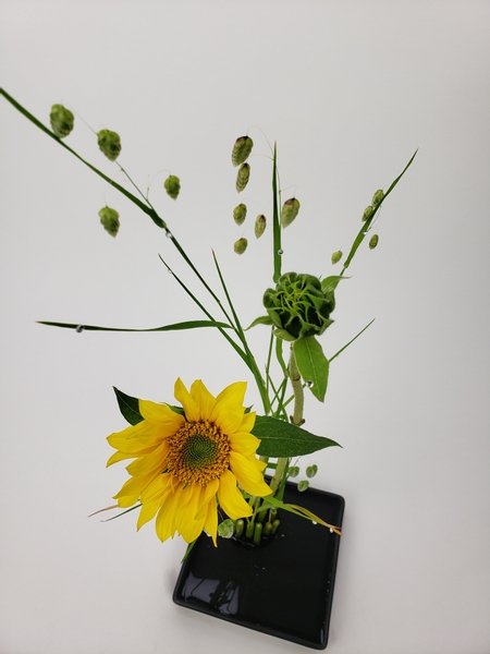 Peg sunflowers to remain upright in a shallow container