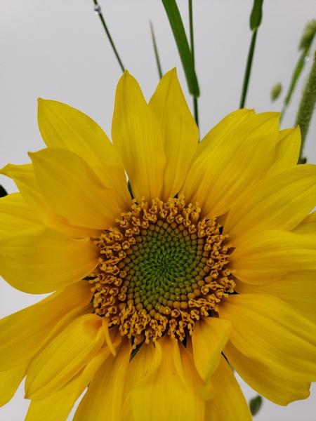 The  spiral in the middle of the disk flowers that mature into sunflower seeds