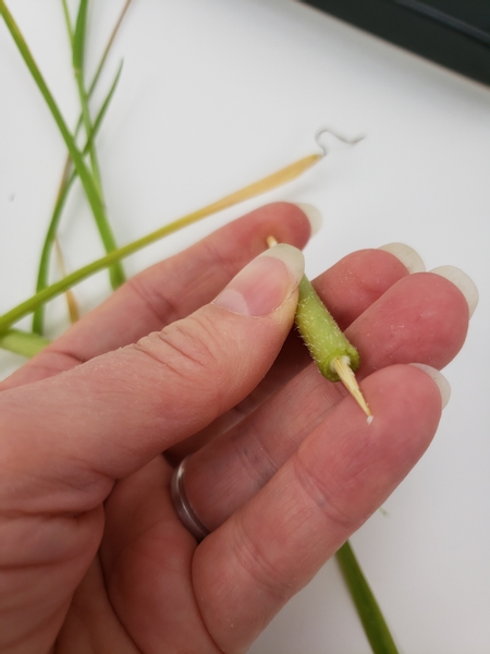Use a bamboo skewer to make a guide hole through the stem