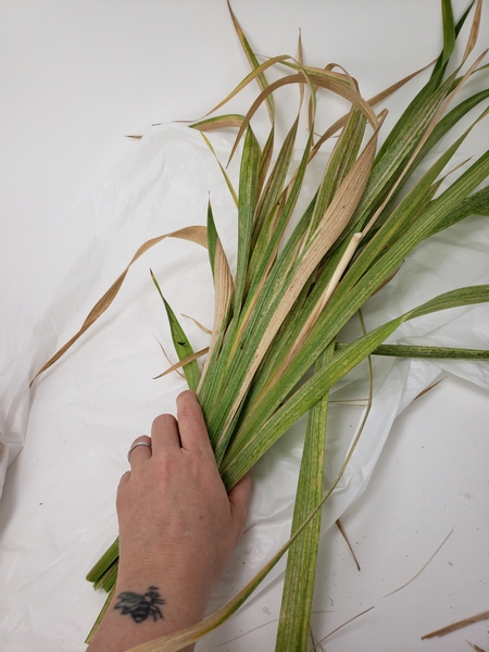 When tidying up your gladiolus cut the foliage to design with