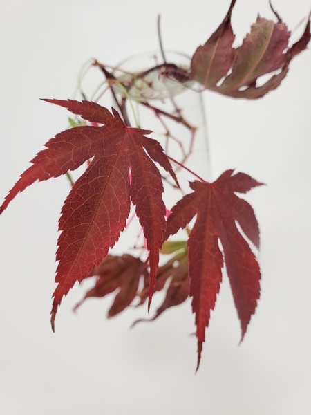 Beautiful Japanese maple leaves in a soft minimal display