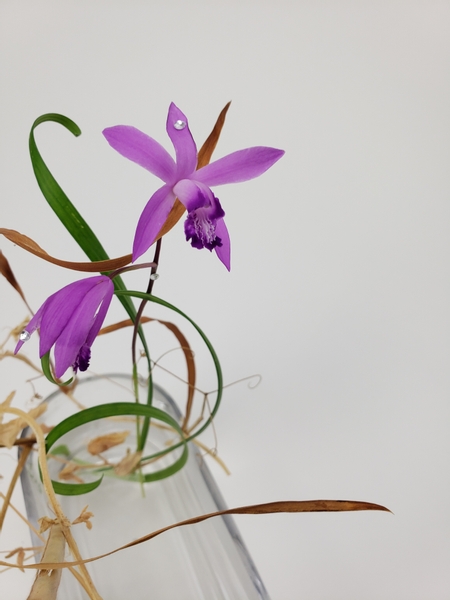 Bletilla striata known as hyacinth orchid or Chinese ground orchid in an autumn floral design
