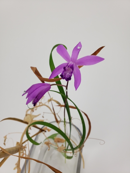 Bletilla striata known as hyacinth orchid or Chinese ground orchid used in a floral arrangement