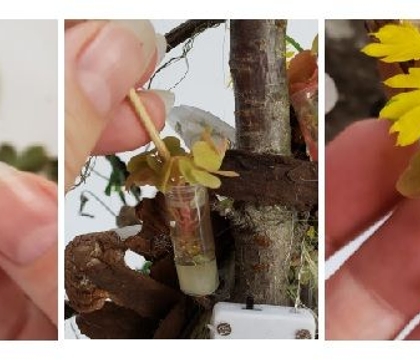 Plenty Glow to Harvest