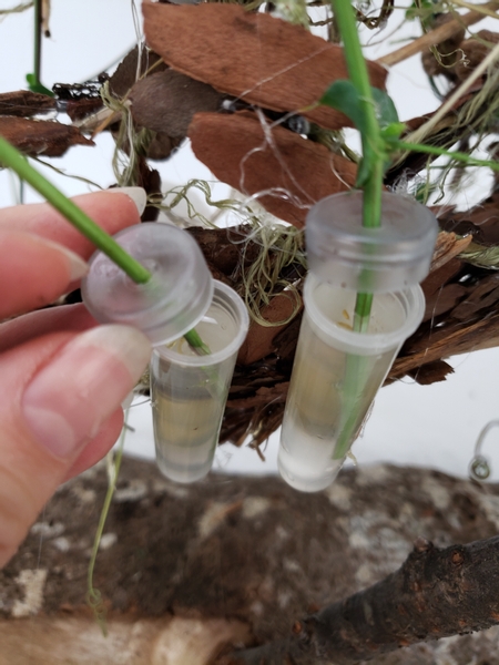 Glue the tubes to the back of the armature and wrap the vines in and around the bark