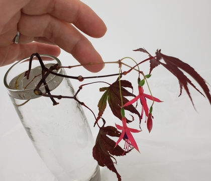 U shape stems to anchor Fuchsia drops and Maple leaf Falls in a bud vase