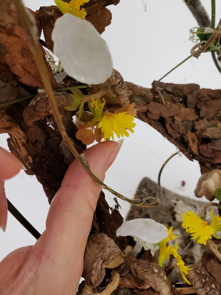 Place the clover and the canary vine flowers in the water filled tubes