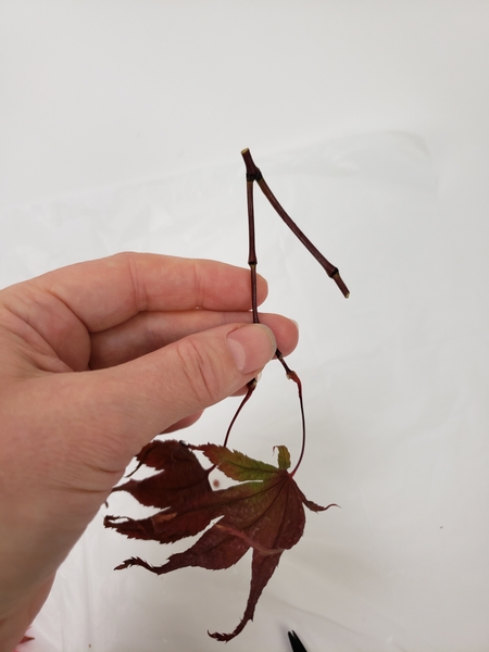 Prune a stem so that you have a neat fork to hook over the side of the vase